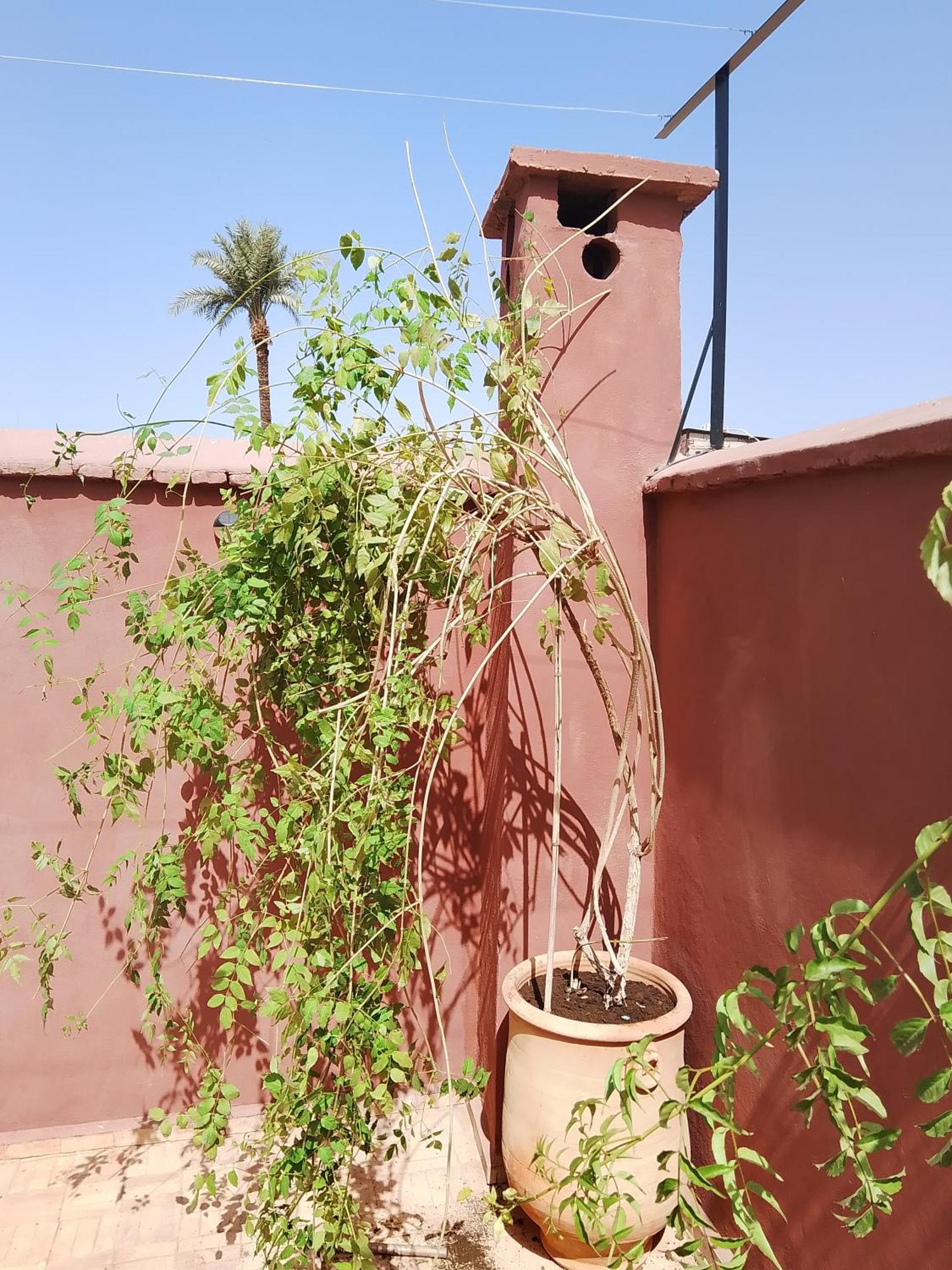 Riad Paquerette Marrakesh Exterior photo
